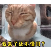 新鲜哥橘猫梗是什么意思