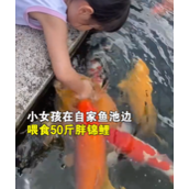 小女孩用小月饼喂50斤胖锦鲤 价值近50万元！
