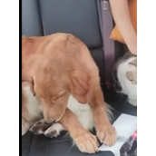 小狗返乡途中晕车还被猫打了一巴掌 主人又心疼又觉得好笑！