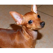 小鹿犬价格分析（小鹿犬一只的价格是多少）