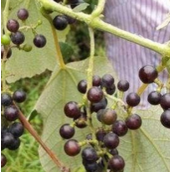 山葡萄与野葡萄的异同（山葡萄和野葡萄有哪些区别）