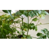 幸福树叶子脱落处理（幸福树叶子掉落后应该如何处理）