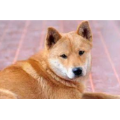 中华田园犬与土狗的区别（中华田园犬和土狗有何差异）