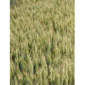 山农28小麦品种的特性（山农28的种植技术）