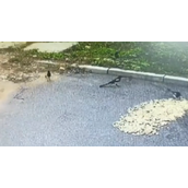 男子晒花生10分钟被喜鹊偷光 网友：不讲武德！