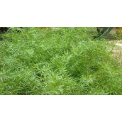 天门冬的养殖方法和注意事项 (天门冬的种植技巧和注意点)