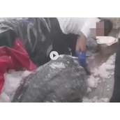 男子船上宰割鲸鲨?沪浙联动出击 相关涉案人员已全部被控制！