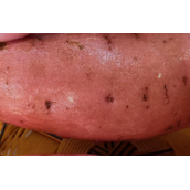 吃红薯后不碰5食物（吃完红薯后需避免的5种食物）