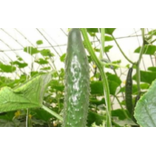 黄瓜栽培的技术要点（介绍黄瓜种植的关键技术和注意事项）