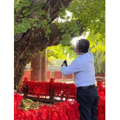 男子掐掉千年银杏树叶只为博女伴一笑 景区回应来了！