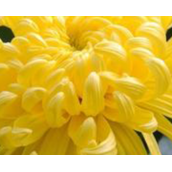 送菊花代表着什么含义（解释送菊花所代表的寓意）
