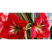 朱顶红开花频率（朱顶红一年开花几次）