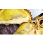 榴莲没熟怎么催熟（如何加速榴莲的成熟）