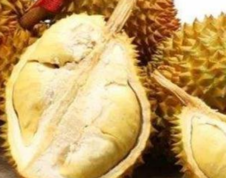 榴莲成熟期在什么时间（分享榴莲成熟的时期和品种特点）