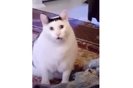 Huh猫梗的意思推荐