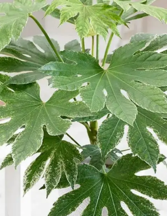办公桌上摆放什么植物好（领导办公室适合放哪些绿植）