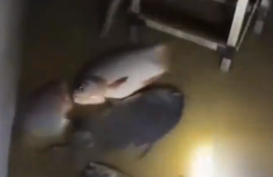 暴雨后男子发现屋内有好几条大鱼 借花献佛全部送人了！