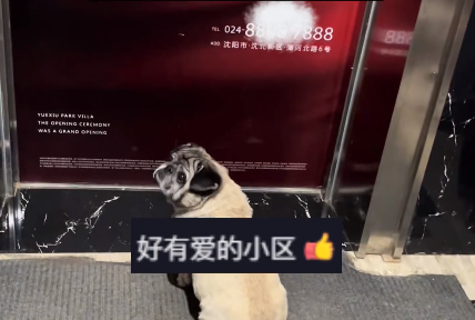 小狗被落电梯外可怜巴巴 一群邻居陪着等