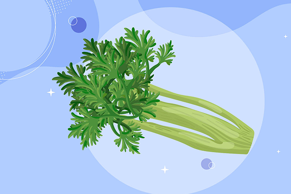 芹菜是热性还是凉性-芹菜功效