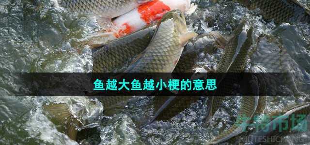《抖音》鱼越大鱼越小梗的意思介绍