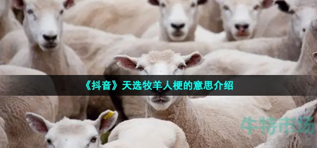 《抖音》天选牧羊人梗的意思介绍