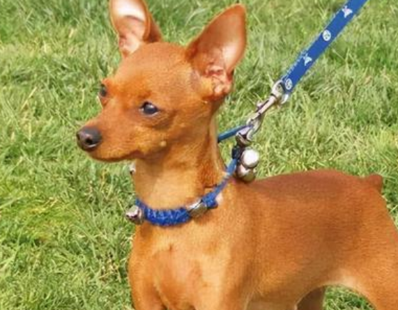 为什么不建议养小鹿犬（不推荐养小鹿犬的原因）