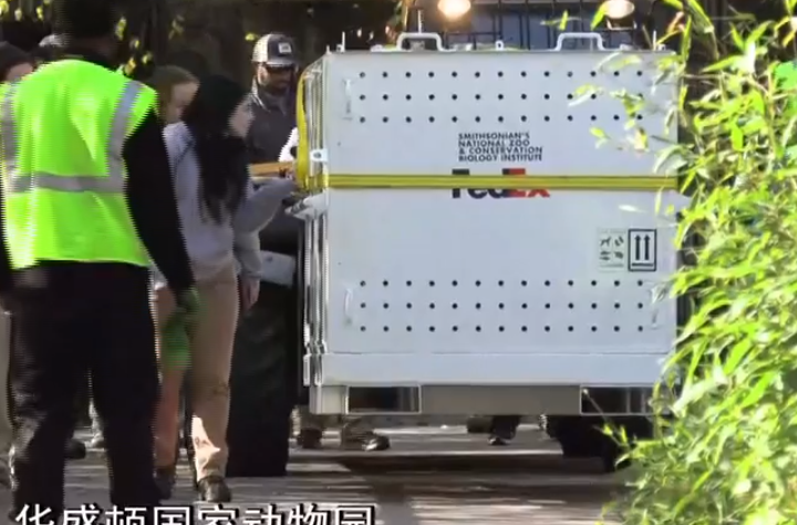 旅美大熊猫美香一家三口启程回国 欢迎回家！