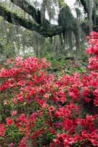 完整文集极品医王醉卧沙场