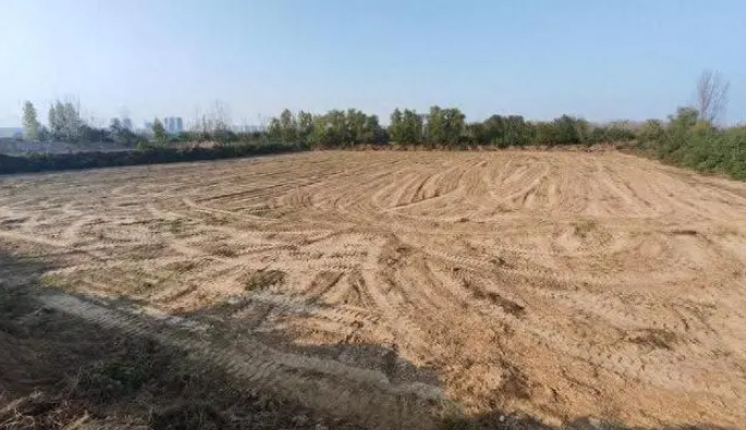 残疾村民种药材收割前遭铲毁 现场全是密密麻麻的车辙印！
