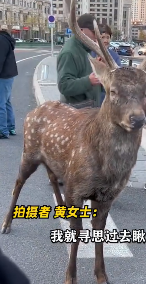 梅花鹿现身闹市一点也不怕人 大爷大妈围观抚摸！