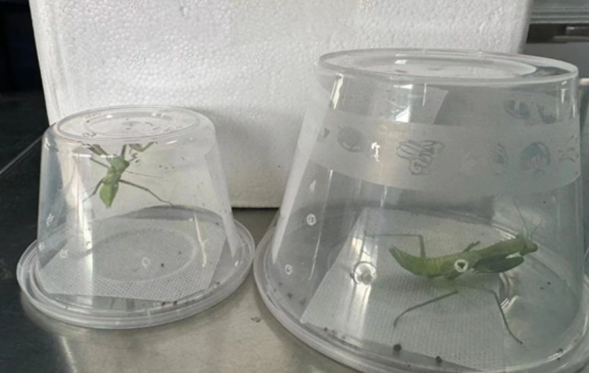 外来物种！我国海关首次截获澳洲斧螳：性格凶猛！
