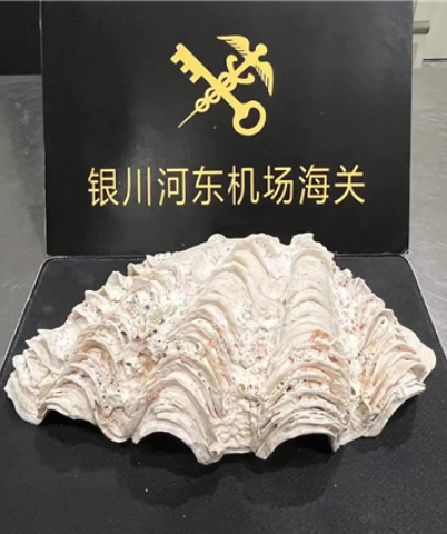 1.5公斤重！宁夏首次查获砗磲贝壳实体：国家一级保护海洋生物！