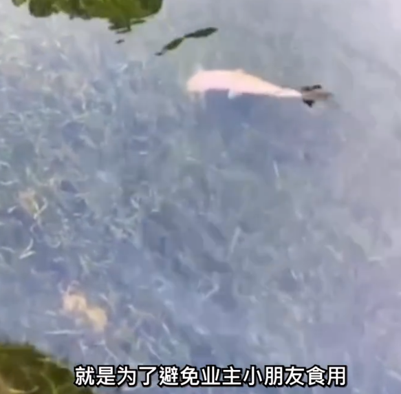 为保护水草毒死百条鱼?物业回应来了！
