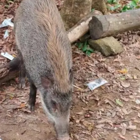 深圳一景区野猪被投喂成网红猪 有人上山就是为了看野猪！