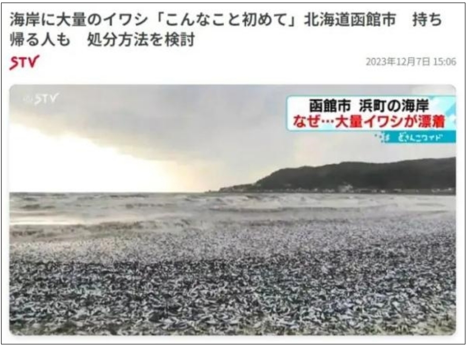 日本北海道海岸现大量沙丁鱼尸体：密密麻麻铺满水面 场面骇人！