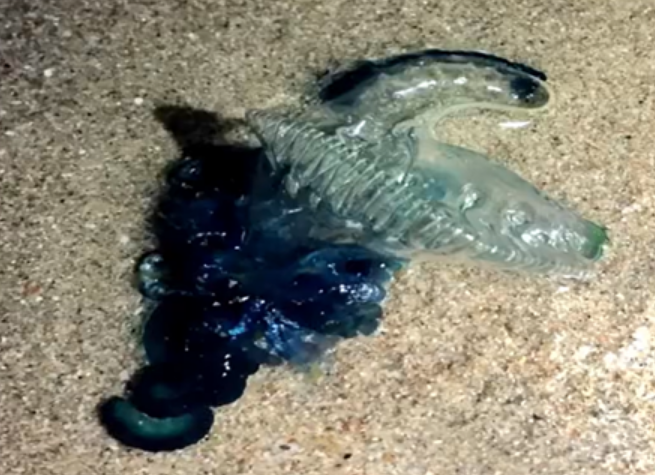看到千万别碰！海南文昌一沙滩出现剧毒僧帽水母