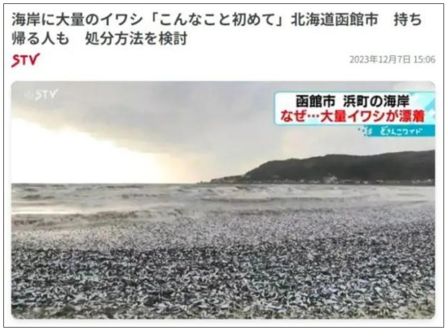 场面骇人!日本又一港口出现大量死鱼 约有三、四十吨