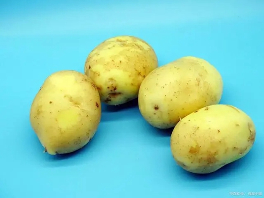 南方小土豆意思推荐