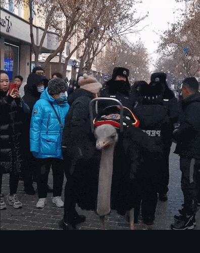 尔滨网络用语意思推荐