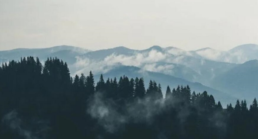 科研人员发现木本植物新种：荔波金丝桃！