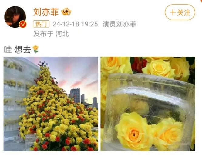 刘亦菲也想去看冰封黄玫瑰 网友希望一起去打卡