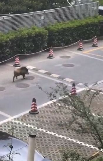 ▲野猪进入江苏电视台（视频截图）