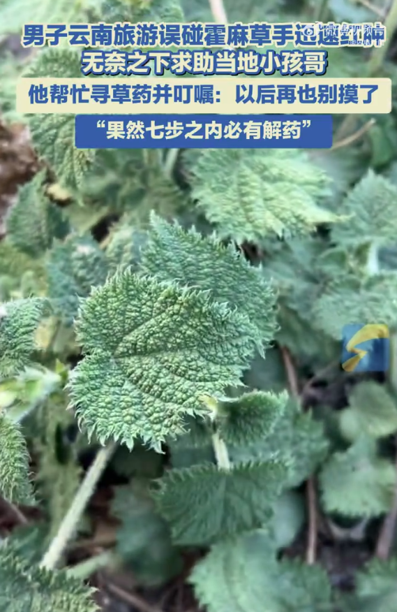 男子旅游误碰霍麻草手迅速红肿 无奈之下求助当地小孩哥