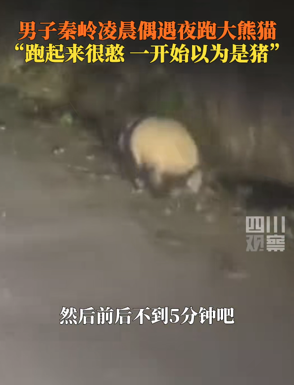 男子遇夜跑大熊猫一开始以为是猪 当事人：跑起来很憨