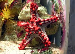 STAR FISH有什么内容