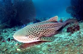 豹纹鲨的习性是什么