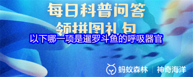 以下哪一项是暹罗斗鱼的呼吸器官