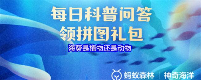海葵是植物还是动物