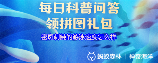 密斑刺鲀的游泳速度怎么样