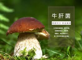 哪种食用菌有草原上的美味牛肝菌之称
